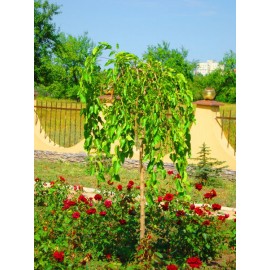 Шелковица плакучая